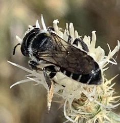 Megachile montivaga