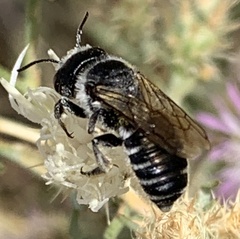 Megachile montivaga