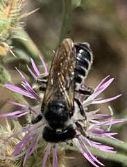 Megachile montivaga