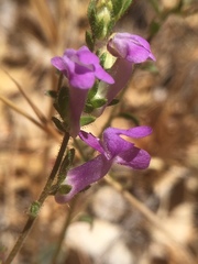 Sairocarpus vexillocalyculatus vexillocalyculatus