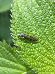 Homalodisca elongata