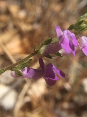 Sairocarpus vexillocalyculatus vexillocalyculatus