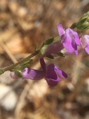 Sairocarpus vexillocalyculatus vexillocalyculatus