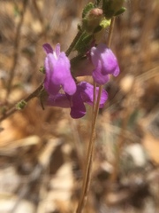 Sairocarpus vexillocalyculatus vexillocalyculatus