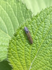 Homalodisca elongata