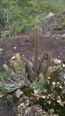 Arthrocereus melanurus