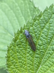 Homalodisca elongata