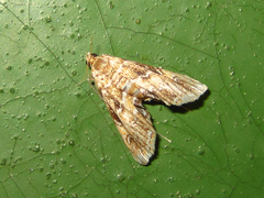 Elophila turbata