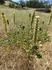 Lupinus luteolus