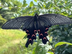 Papilio elwesi