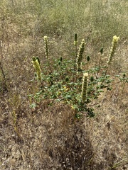 Lupinus luteolus