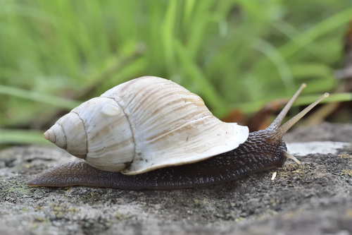 Drymaeus dombeyanus