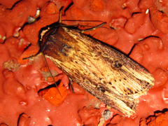 Axylia putris