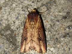 Axylia putris