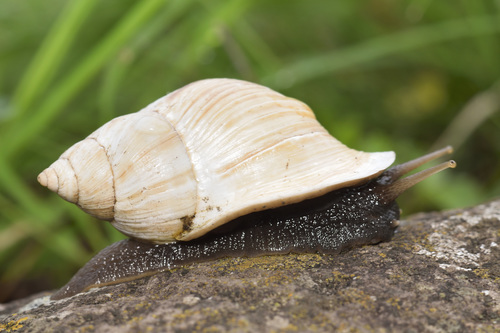Drymaeus dombeyanus
