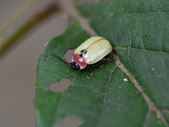 Alagoasa bipunctata