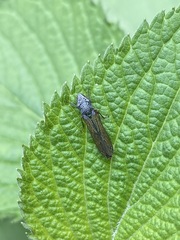 Homalodisca elongata