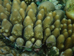 Acropora monticulosa