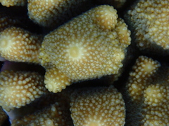 Acropora monticulosa