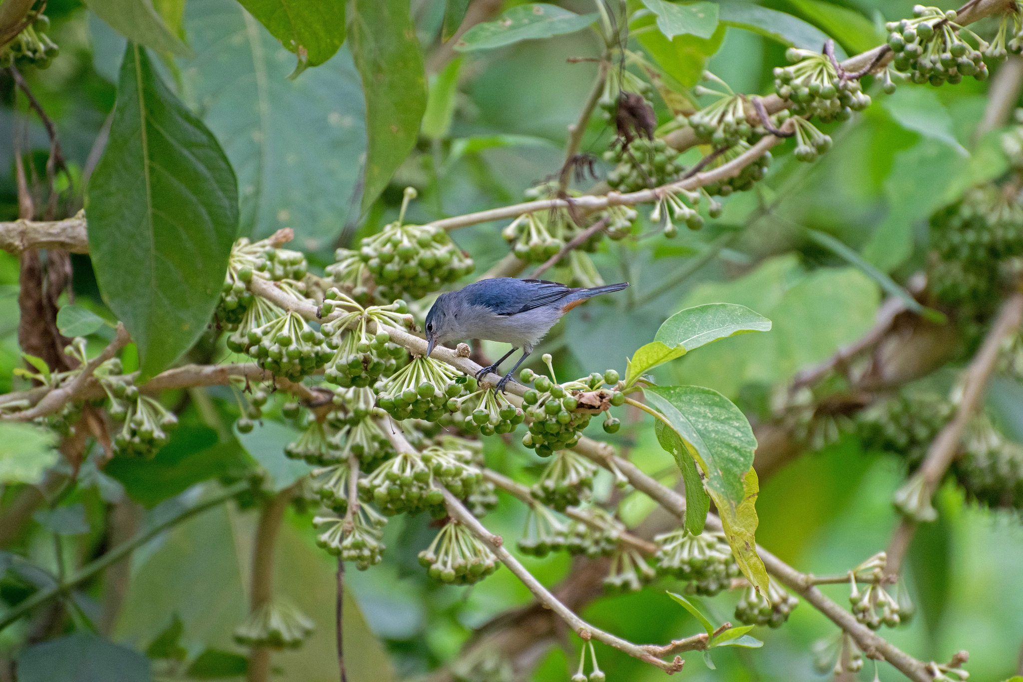 Iochroma arborescens