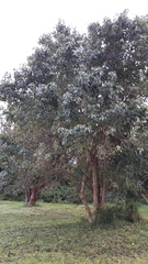 Cordia caffra