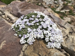 Phlox pulvinata