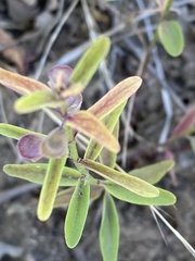 Scutellaria siphocampyloides