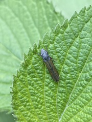 Homalodisca elongata