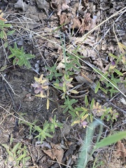 Scutellaria siphocampyloides