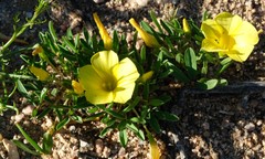 Oxalis namaquana