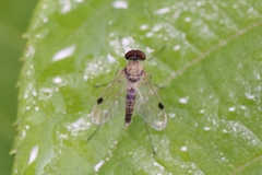 Chrysopilus modestus