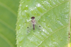 Chrysopilus modestus