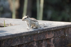 Funambulus pennantii