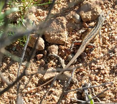 Pedioplanis lineoocellata