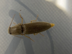 Conoderus parallelus