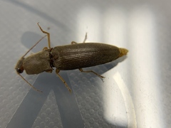 Conoderus parallelus
