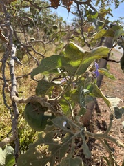 Solanum falciforme