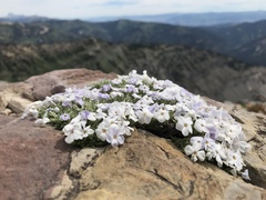 Phlox pulvinata