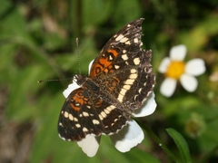 Anthanassa texana seminole
