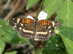 Anthanassa texana seminole