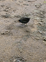 Gallinula chloropus