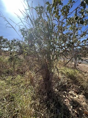 Solanum falciforme