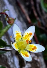 Saxifraga bryoides