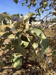 Solanum falciforme