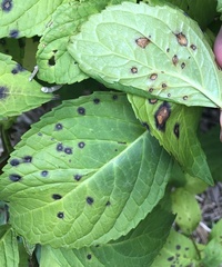Cercospora hydrangeae