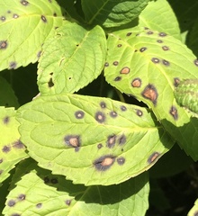 Cercospora hydrangeae