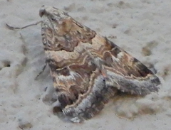 Drasteria mirifica