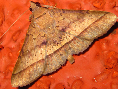 Hypospila bolinoides