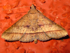 Hypospila bolinoides