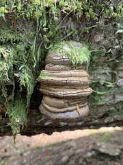 Laricifomes